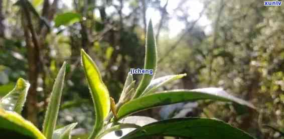 雨林古树茶雀系列-雨林古树茶绿雀