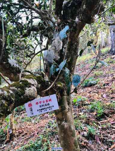 那罕古树茶出自哪里-那罕古树茶出自哪里的