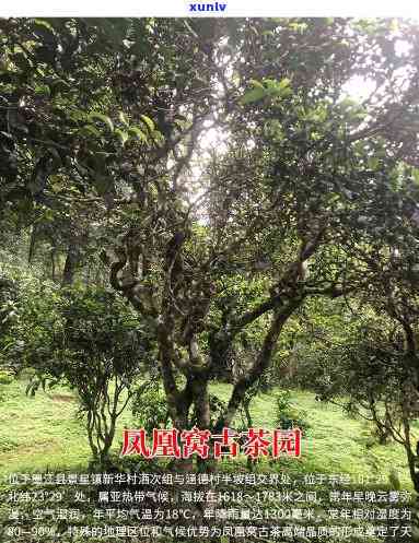 凤凰窝古树茶是哪里的好喝，探寻美味：凤凰窝古树茶，何处口感？