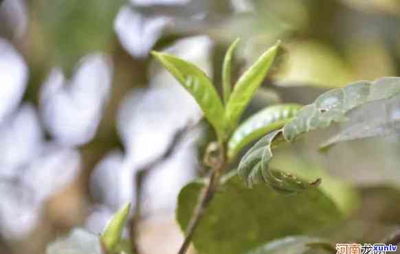 凤凰窝古树茶是哪里生产的，揭秘凤凰窝古树茶的产地——探寻这款名茶的源头