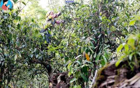 三叉箐古树茶产地探秘：究竟在哪里生长？