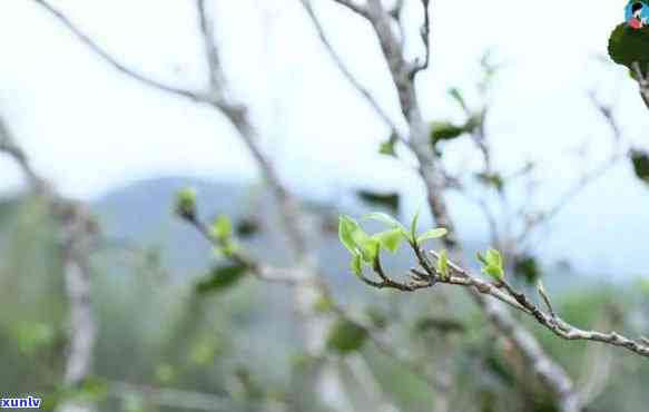 三叉箐普洱出自哪个山头，探寻茶香之旅：揭秘三叉箐普洱的产地——神秘山头