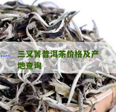 三叉箐古树茶在哪里-三叉箐古树茶在哪里生产