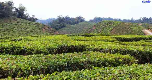 磨烈古树茶是在哪里-磨烈古树茶是哪个产区