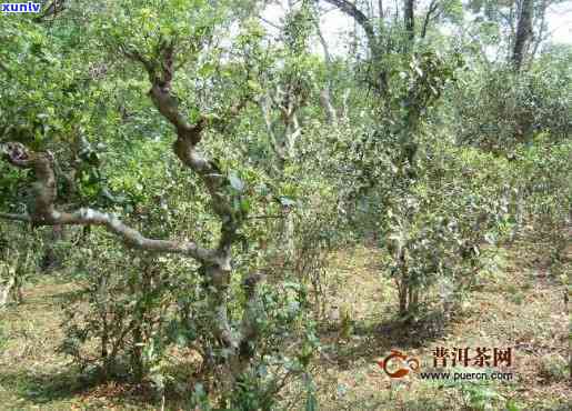 老乌山古树茶在哪里-老乌山古树茶地点在哪里