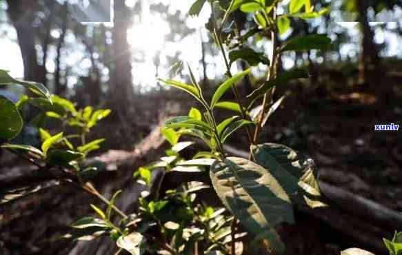 秘境古树茶产于哪里的，揭秘秘境古树茶的产地来源