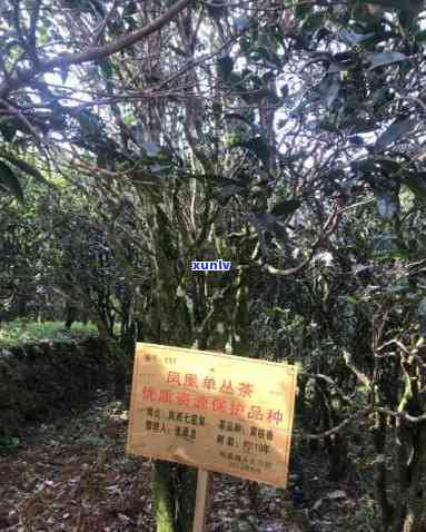 凤凰山古树茶产地介绍：哪里产的？