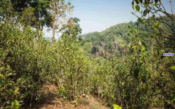 凤凰山古树茶是哪里的茶，探寻凤凰山古树茶的产地与故事