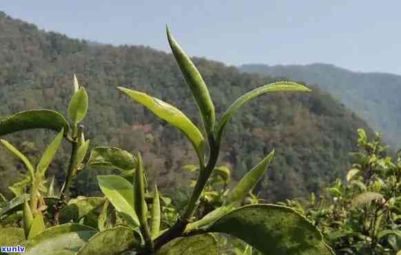 凤凰山古树茶产地揭秘：究竟来自何处？