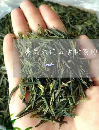 天门山古树茶在哪里-天门山古树茶在哪里生产