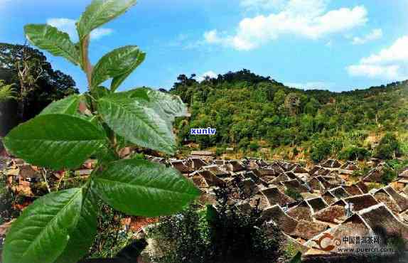 革登古树茶产地介绍：你了解它来自哪里吗？