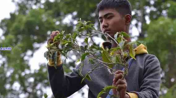 革登古树茶：产地、类型与类别全揭秘