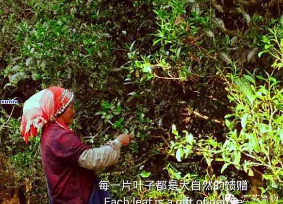 帕沙古树茶属于哪里-帕沙古树茶属于哪里的茶