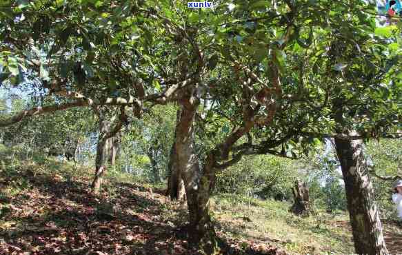 子箐古树茶的产地：探究其生长环境与 *** 工艺