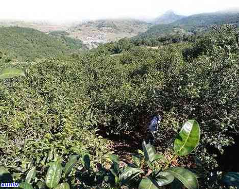 茶砖：生普洱还是熟普洱？全解普洱茶砖的 *** 与分类