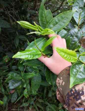 蟒蛇箐古树茶价位多少，探寻蟒蛇箐古树茶的价格奥秘