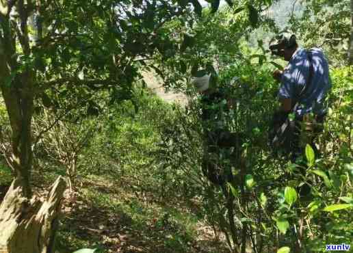 蟒蛇箐由来：揭秘神秘茶区的起源与位置