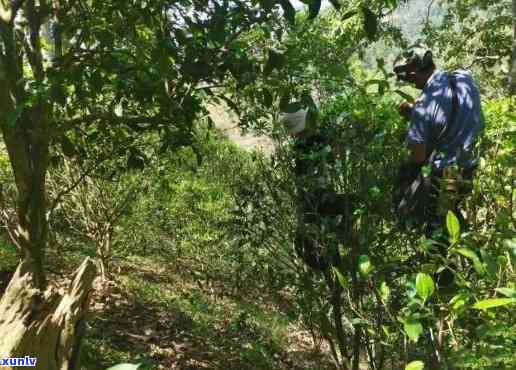 蟒蛇箐古树茶在哪里-蟒蛇箐古树茶价位多少