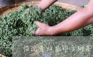 临沧昔归龙印古树茶-云南临沧昔归古树茶