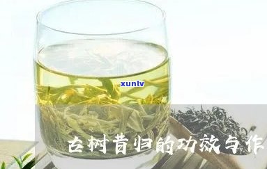 喝昔归古树茶的好处-昔归古树茶功效