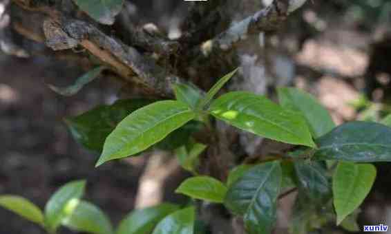 樟香古树茶功效，探索樟香古树茶的神奇功效