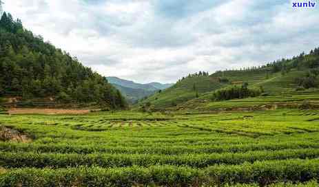 倚邦古树茶在哪个山头，探寻倚邦古树茶的源头：揭秘其生长的神秘山头