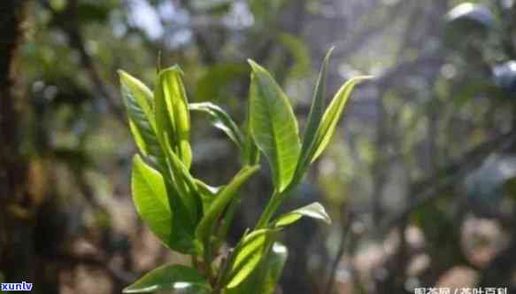 昔归古树茶叶底特点，探寻昔归古树茶叶的独特魅力：揭秘其茶叶底的特点