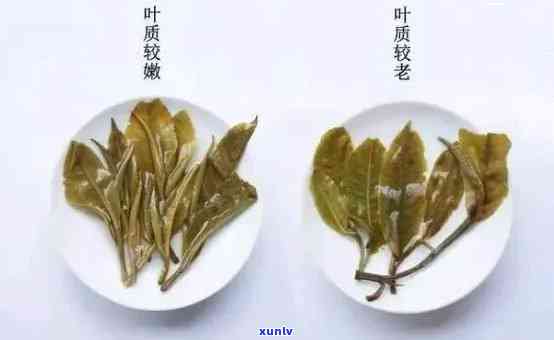 昔归古树茶叶底特点，探寻昔归古树茶叶的独特魅力：揭秘其茶叶底的特点