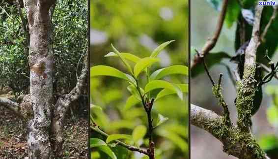 弯古树茶产自哪里，探寻神秘的弯古树茶产地