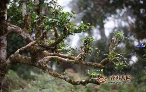 弯古树茶产自哪里，探寻神秘的弯古树茶产地