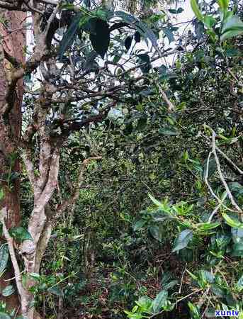 邦东古树茶特点口感，探索邦东古树茶的独特口感与特点