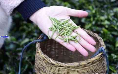 南川古树茶采摘讲究是什么，揭秘南川古树茶采摘的讲究与技巧