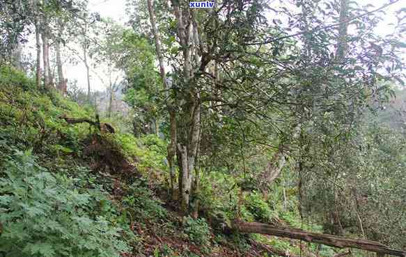 南川古树茶采摘讲究-南川古树茶采摘讲究