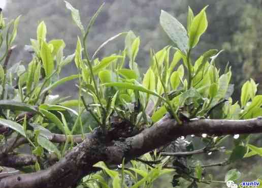 南川古树茶采摘讲究-南川古树茶采摘讲究