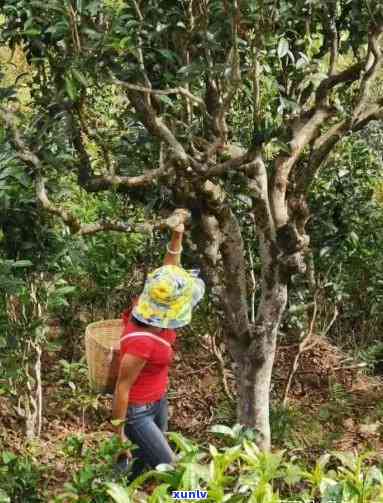 南川古树茶采摘讲究-南川古树茶采摘讲究