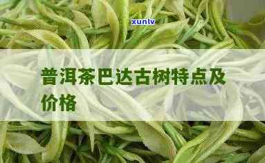 巴达古树茶多少一斤-巴达古树茶多少一斤啊