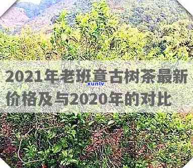 班盆古树茶2020秋茶价格表及历年行情对比