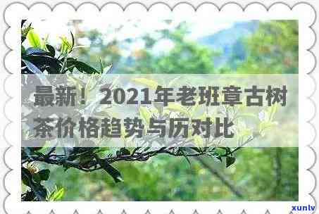 班盆古树茶与班章对比：特点、口感及2021价格一览