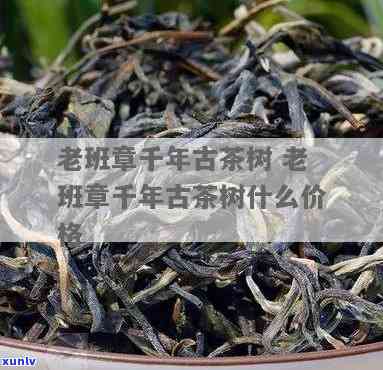 班朋古树茶多少一斤-班盆古树茶2017价格表