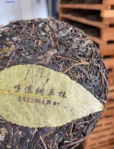 班朋古树茶多少一斤-班盆古树茶2017价格表