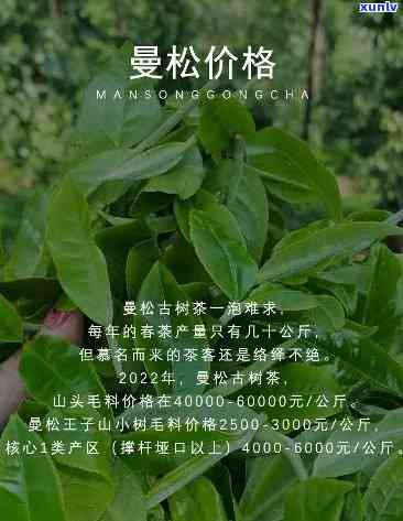 曼松古树茶价格：多少一斤？全网最全解析！