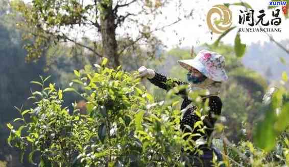 昔归古树茶的香气，探索昔归古树茶的神秘香气：一次味蕾与嗅觉的旅行