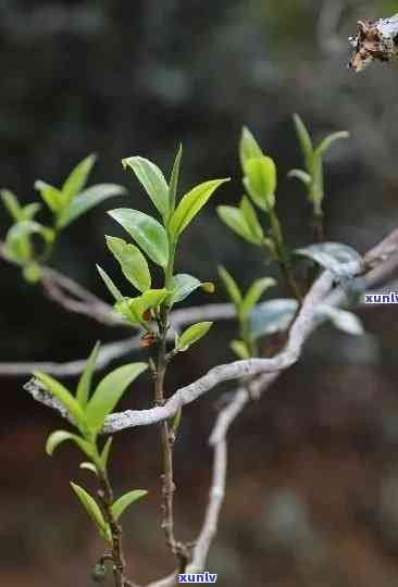 昔归古树茶的香气，探索昔归古树茶的神秘香气：一次味蕾与嗅觉的旅行