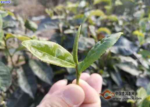 老班章熟普洱茶多少钱一饼？357克价格及全览