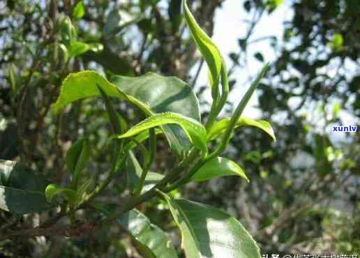 昔归古树茶有什么特点，探秘昔归古树茶的独特魅力：一探究竟它的特点与韵味