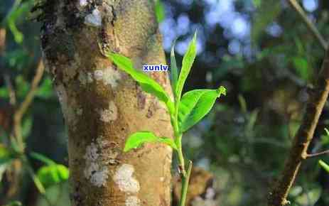 昔归古树茶多少1斤，探寻昔日荣光：古树茶的价格与品质分析——1斤价格解析