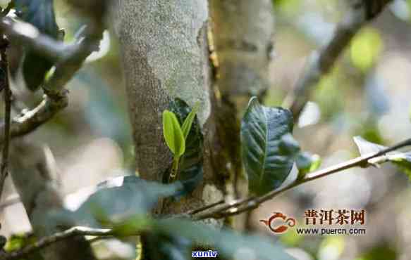 昔归古树茶采摘时间-昔归古树茶采摘时间是几月份