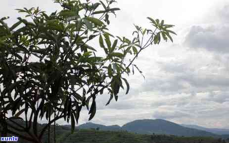 坝糯古树茶特点双江-坝糯古树茶口感特点