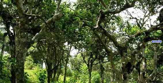 坝糯古树茶特点双江-坝糯古树茶口感特点