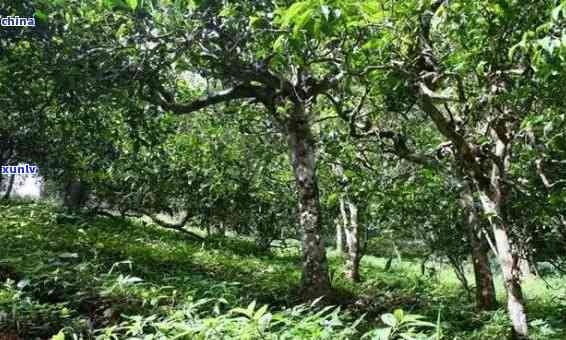 坝糯古树茶特点双江-坝糯古树茶口感特点